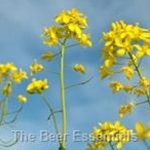 Mustard Section