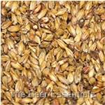 Briess (Special Roast) Biscuit - 26L - 1 lb.